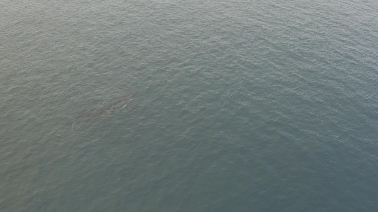Aerial view of calm grey-blue water with the likely whale slightly clearer near the center of the frame, surrounded by small ripples and no visible people.
