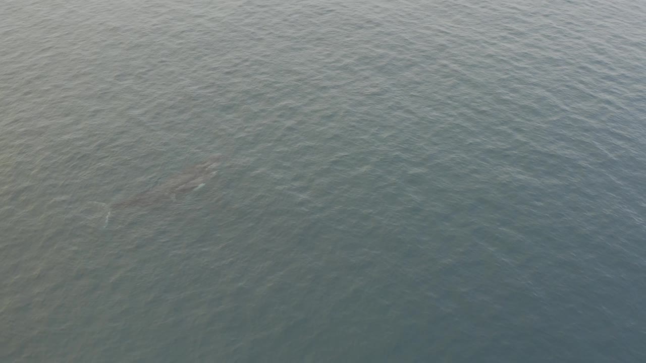 High overhead frame of open grey-blue ocean with a likely whale near the upper middle, its body partly visible through the water and no vessels or people in view.