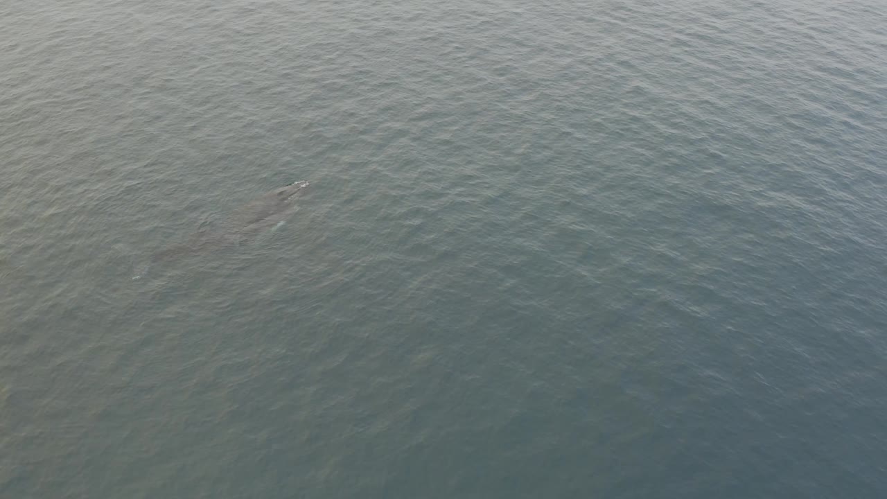 Overhead ocean frame with the likely whale breaking the surface more visibly left of center, creating a small disturbance in the grey-blue water, with no visible people.