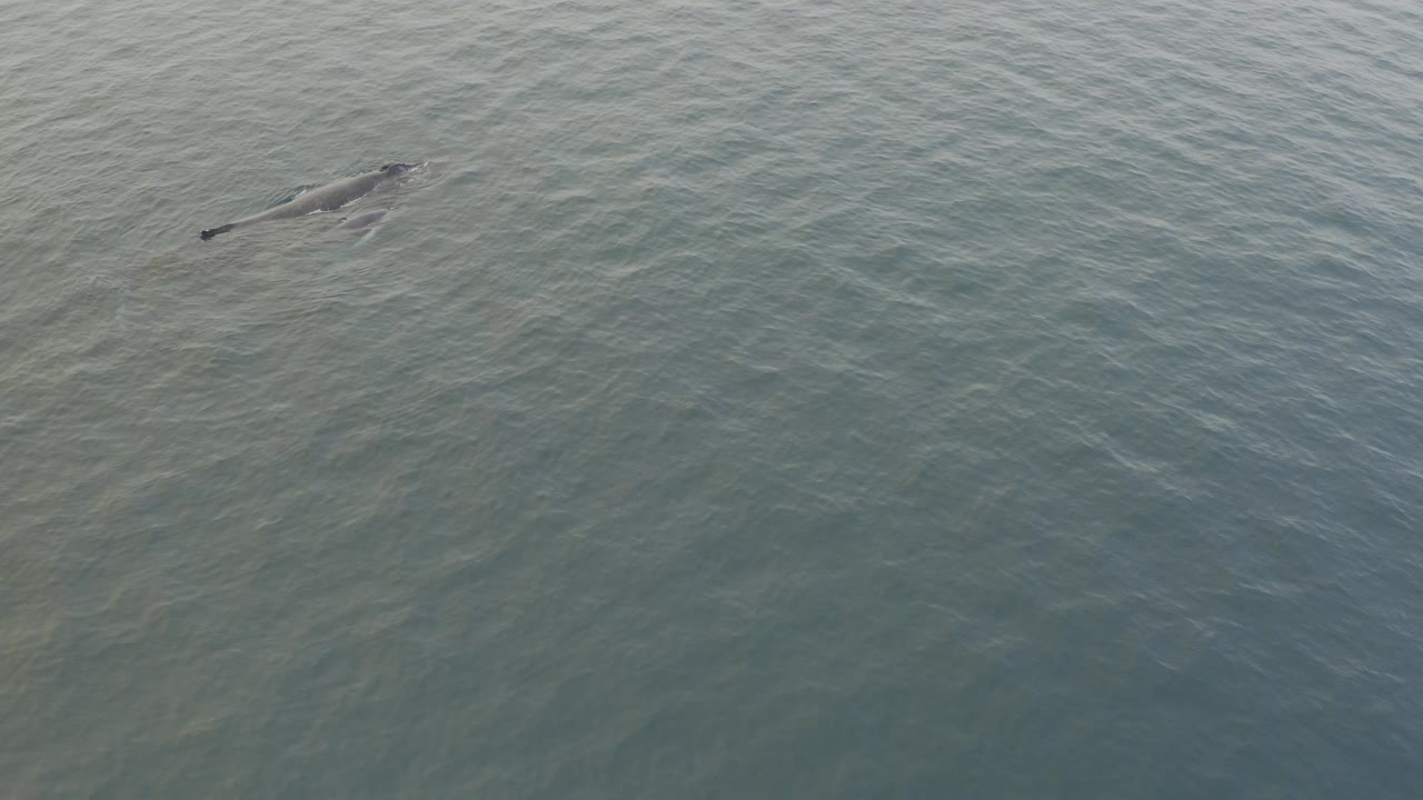 A whale and smaller calf appear near the upper left of a grey-blue ocean frame, with soft surface ripples around them and no visible people.