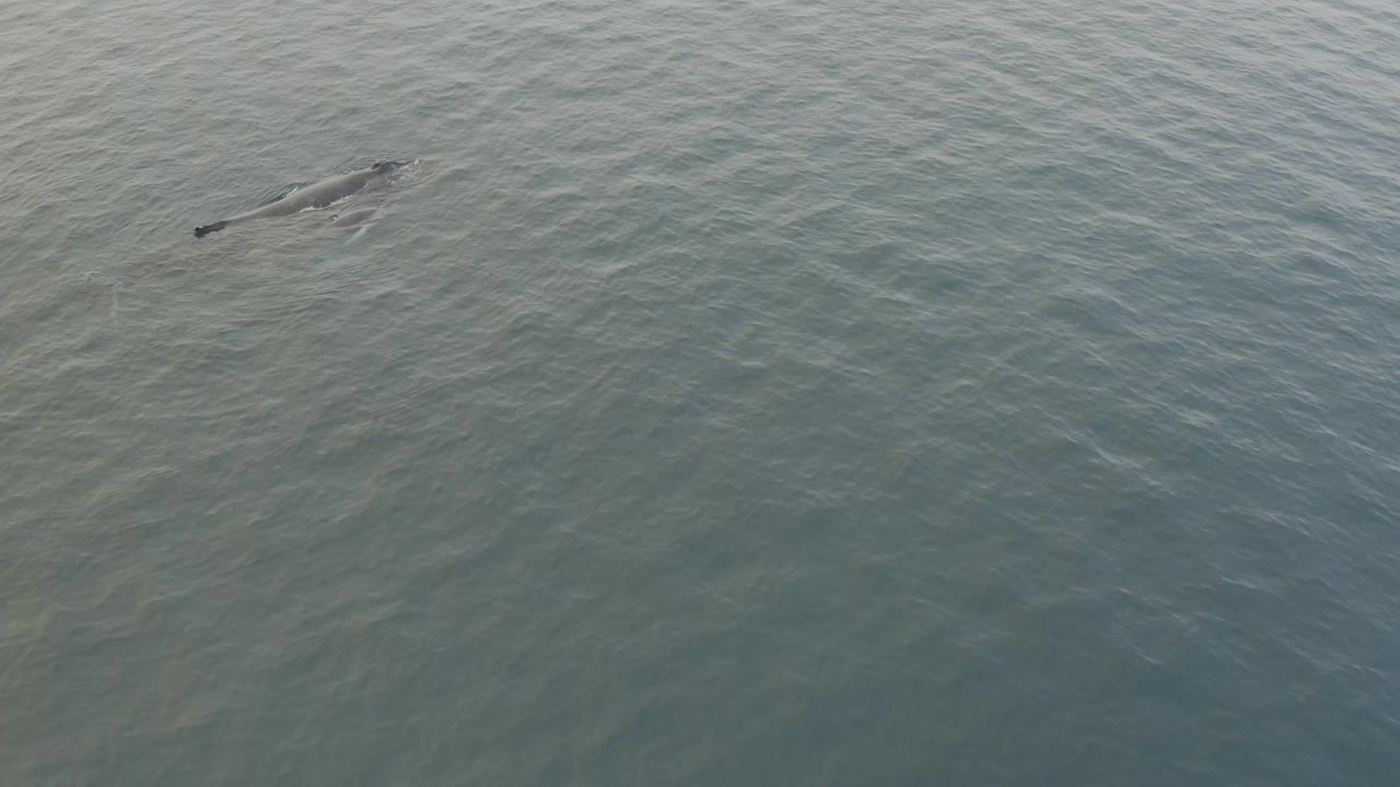 The whale and calf remain near the top of the frame, slightly farther across the rippled grey-blue water, with no boats or visible people.