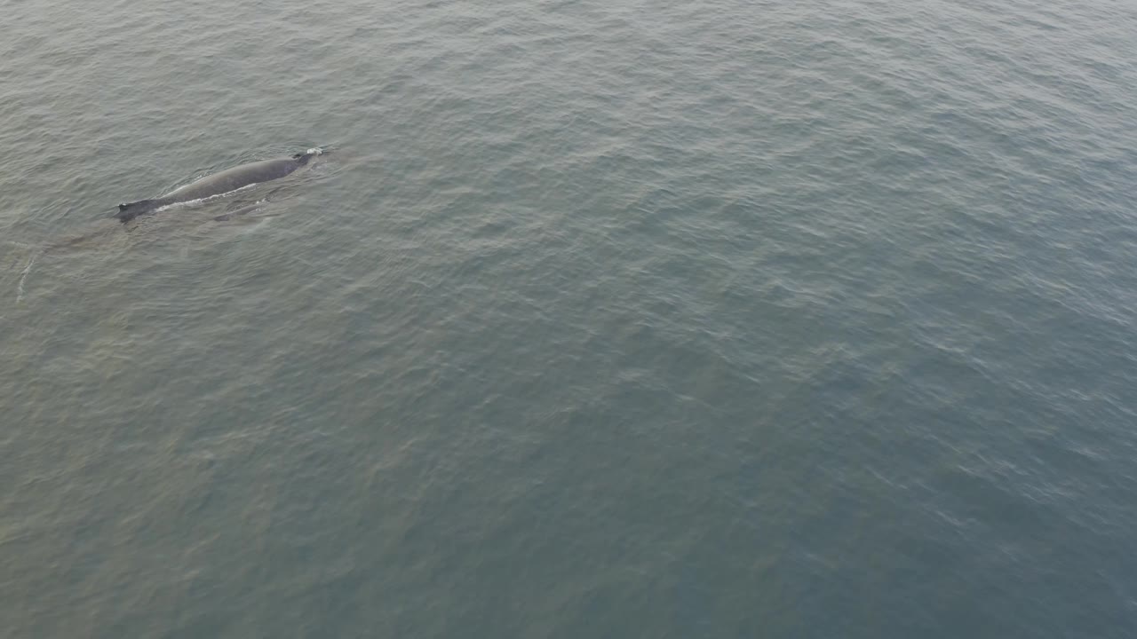 The large whale and calf are more clearly visible near the upper right area, their dark backs contrasting with muted green-blue water and no visible people.