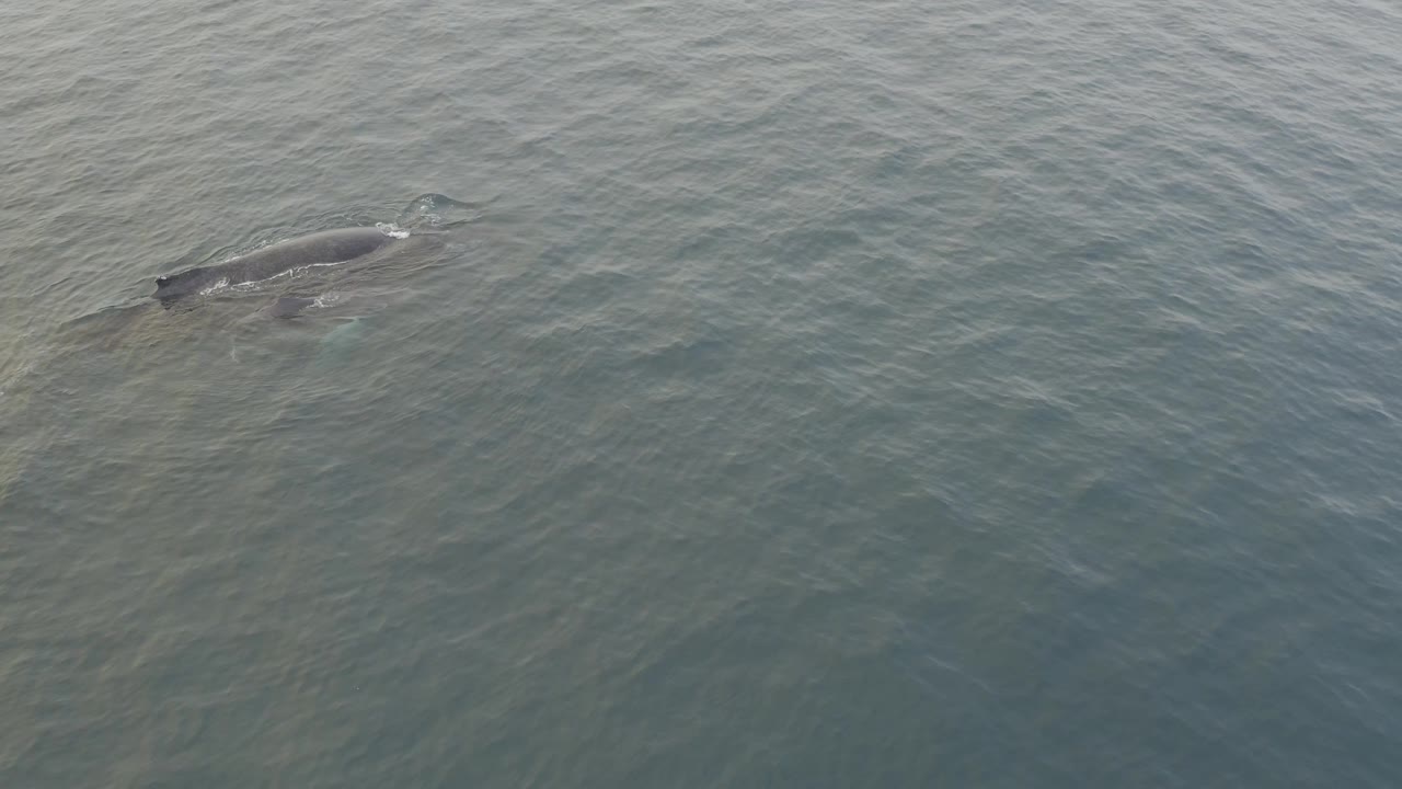 The whale and calf sit left of center under a lightly rippled ocean surface, with pale water highlights and no shoreline or visible people.
