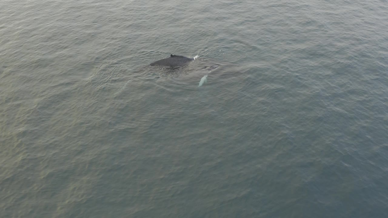 High-angle view of a whale and calf near the surface in green-grey ocean water, with faint ripples and no visible people.
