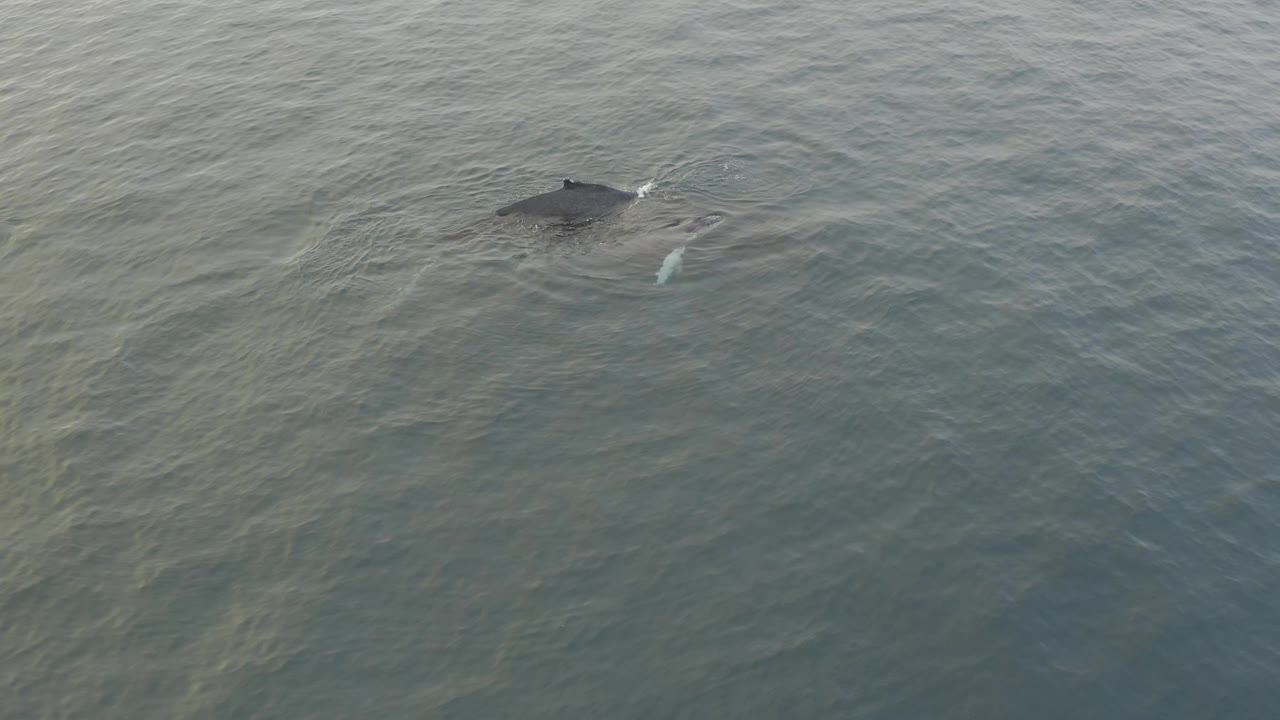 The whale and calf remain close together beneath the rippled sea surface, with a pale calf shape visible beside the darker adult and no visible people.