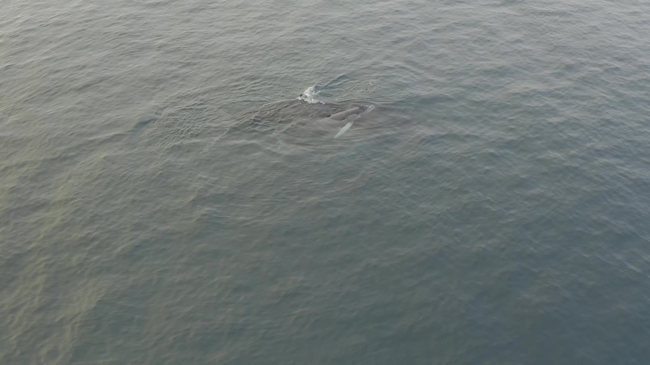 Aerial frame with the whale pair partly submerged under textured green-grey water, with a small surface disturbance near the upper right and no visible people.