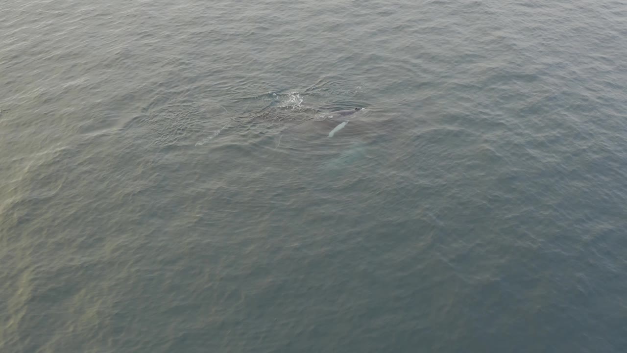 The whale and calf are visible through the water near a small patch of white turbulence, surrounded by open green-grey sea and no visible people.