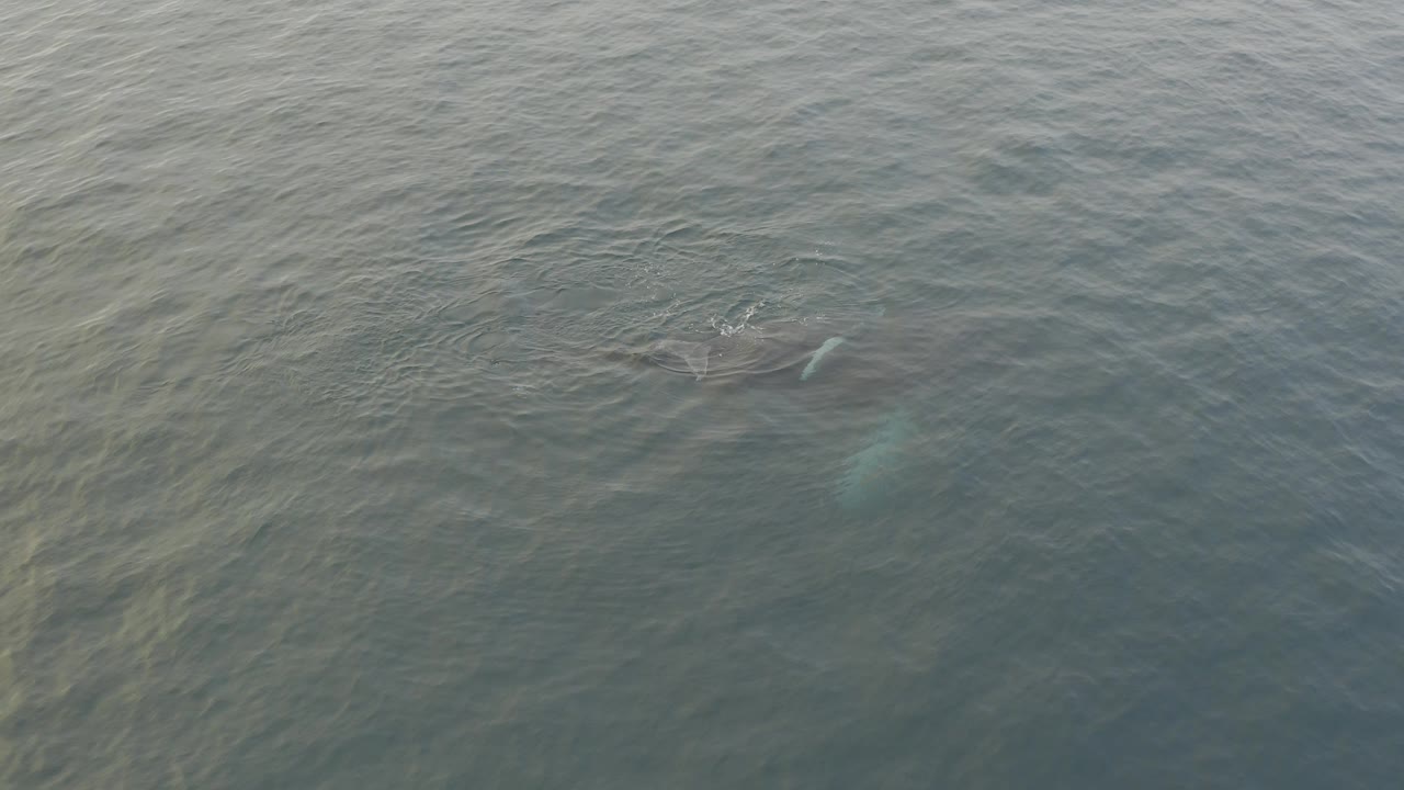 At 0:00, a large whale and smaller calf are faintly visible below rippled grey-green ocean water, with no visible people.