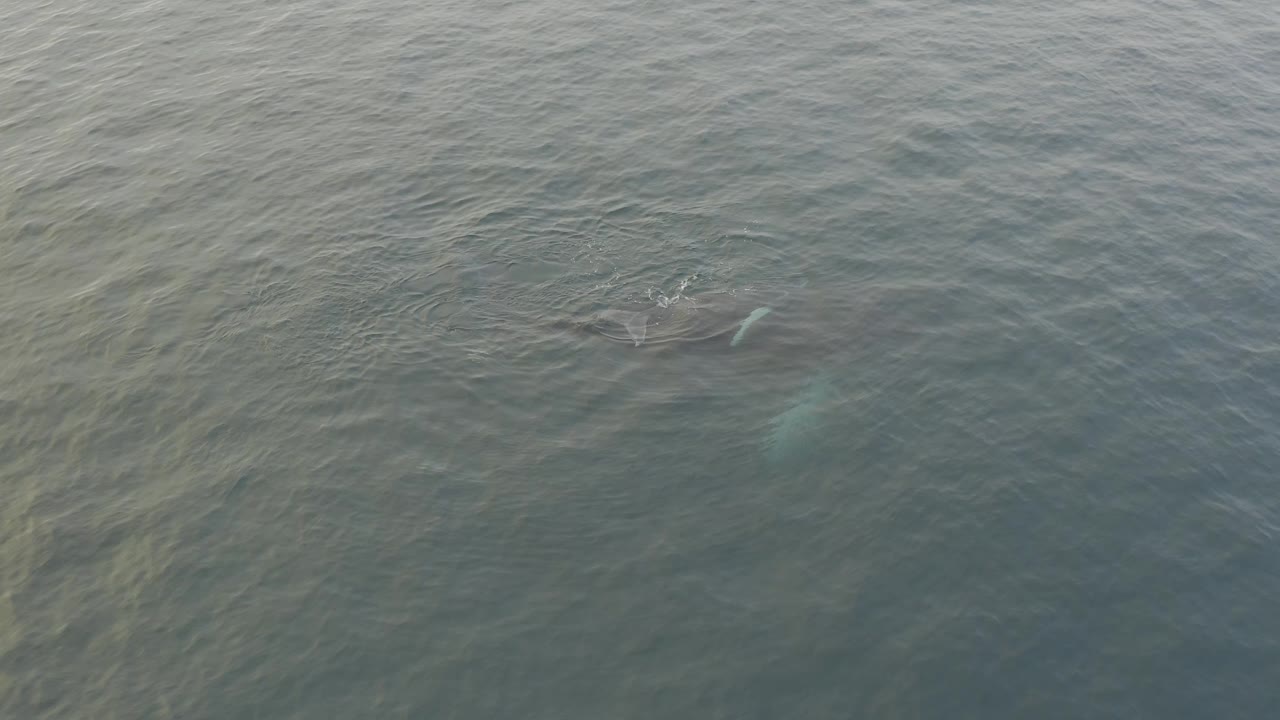 At 0:01, the whale and calf remain near the upper center of the frame under a slightly brighter band of rippled water, with no visible people.