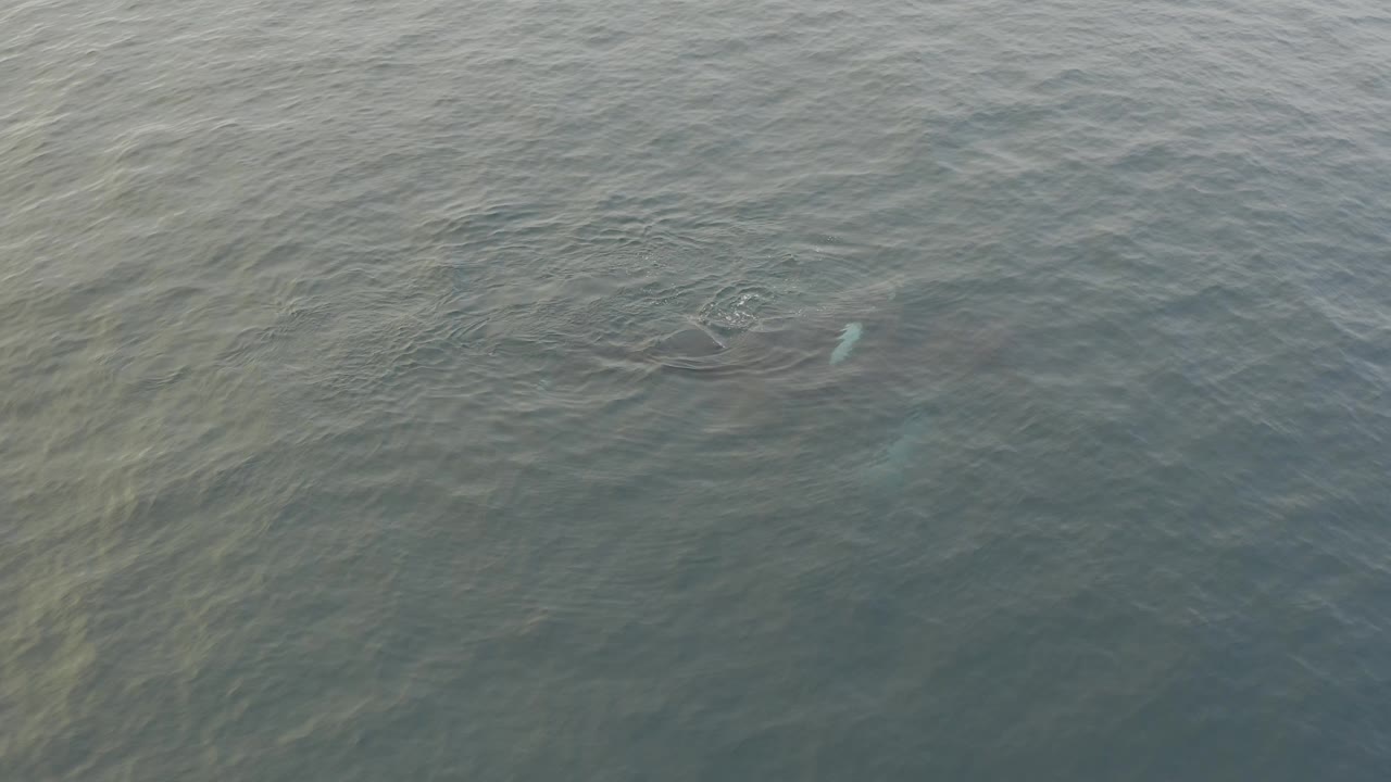 At 0:02, the dark whale body and smaller calf silhouette appear farther right beneath wavy grey-green water, with no visible people.