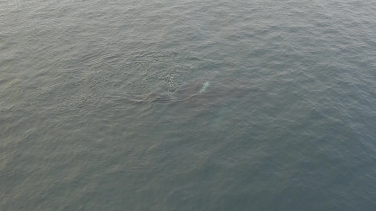 Subtle whale shapes below textured ocean surface.