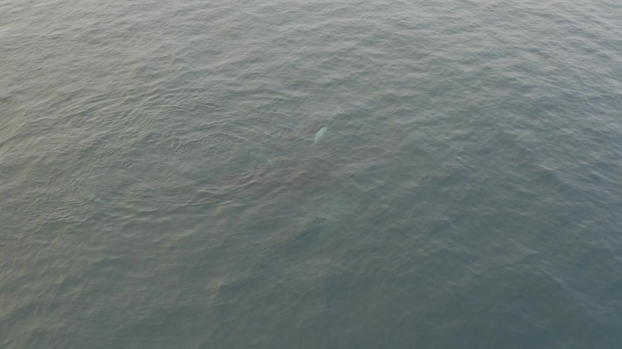 Muted ocean surface with a small pale whale shape under the water