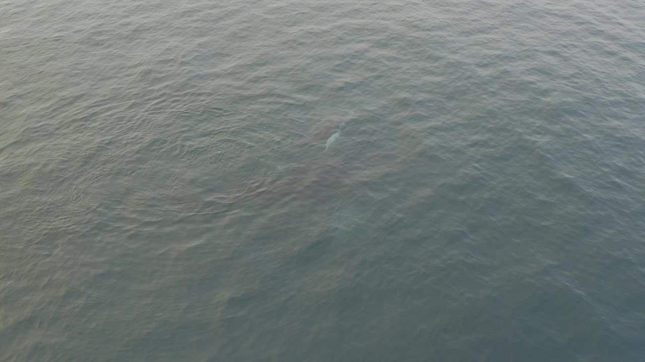 Overhead frame of rippled blue-grey water with the whale's pale body detail faintly showing beneath the surface, no visible people or vessels.