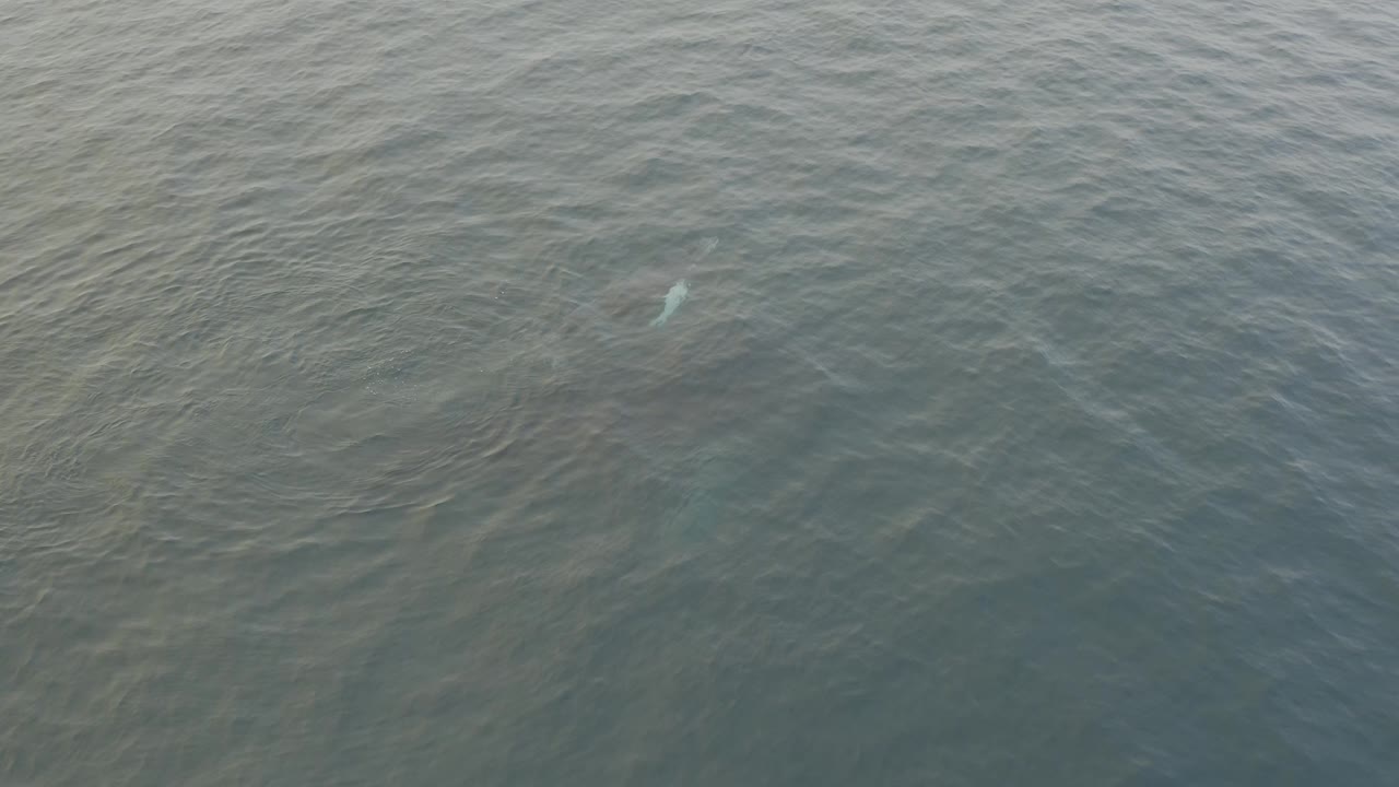 Drone-like overhead view of textured ocean with the whale's pale surfacing mark appearing near the upper right, no land, boats, or people visible.