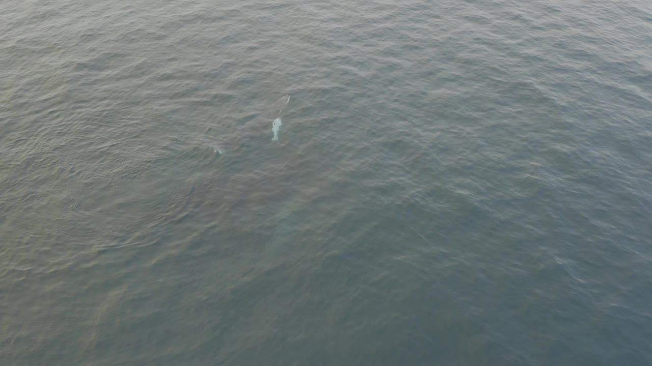 High-angle ocean frame with the whale more apparent below the surface and a small pale splash forming nearby, with no visible people.