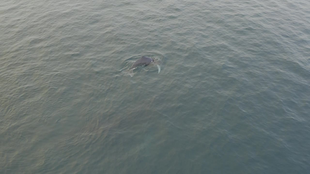 A dark marine mammal is partly visible beneath textured grey-blue ocean water near the upper left area of the frame, with no visible people.