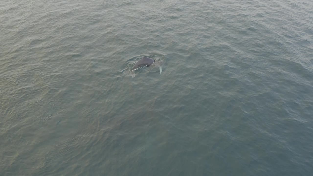 The marine mammal remains visible just below the surface as small ripples form around its dark back in open grey-blue water, with no visible people.