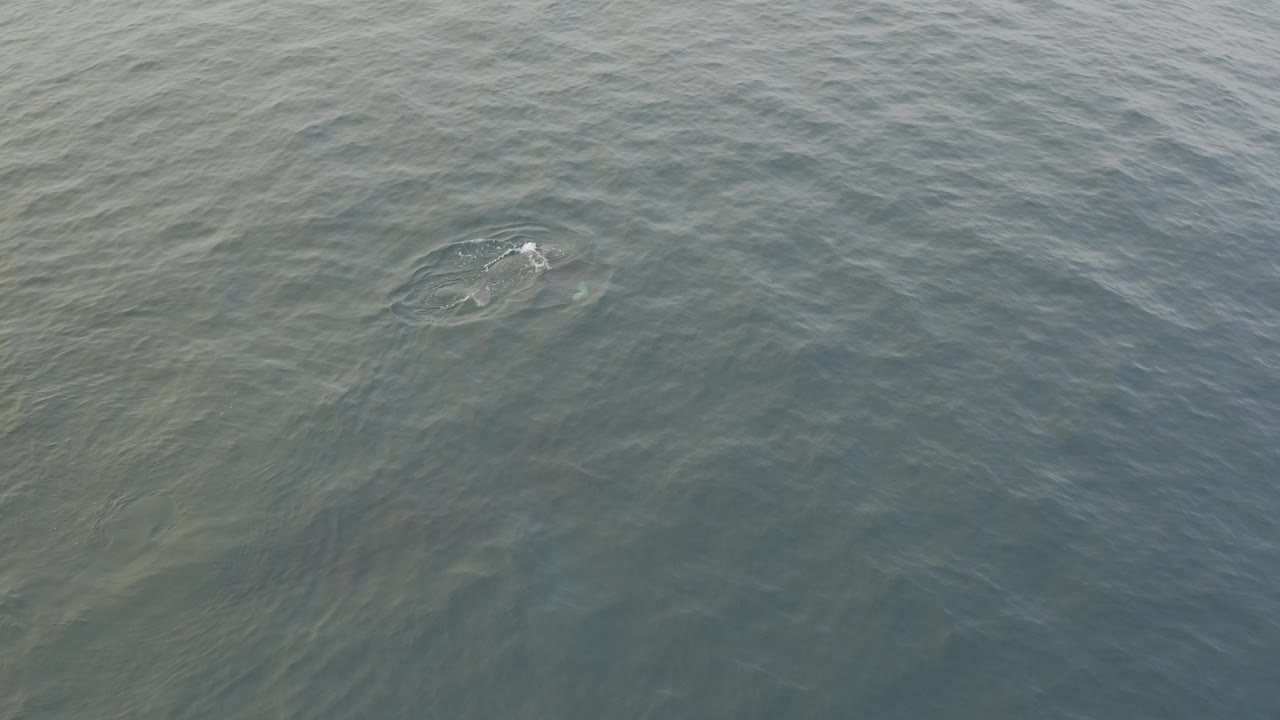 A pale splash mark and circular disturbance appear in the upper center of the grey-blue ocean after the marine mammal breaks the surface, with no visible people.