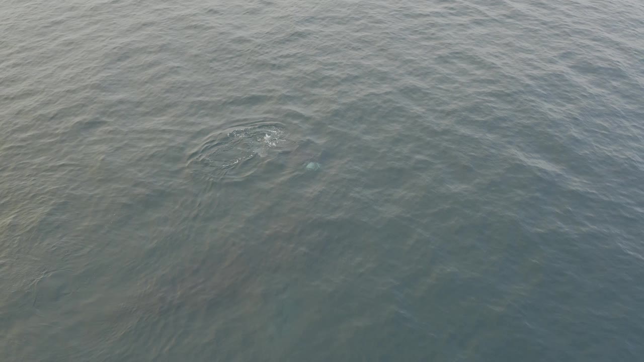 Concentric ripples widen across textured grey-blue water, with a faint underwater shape and no visible people in the frame.