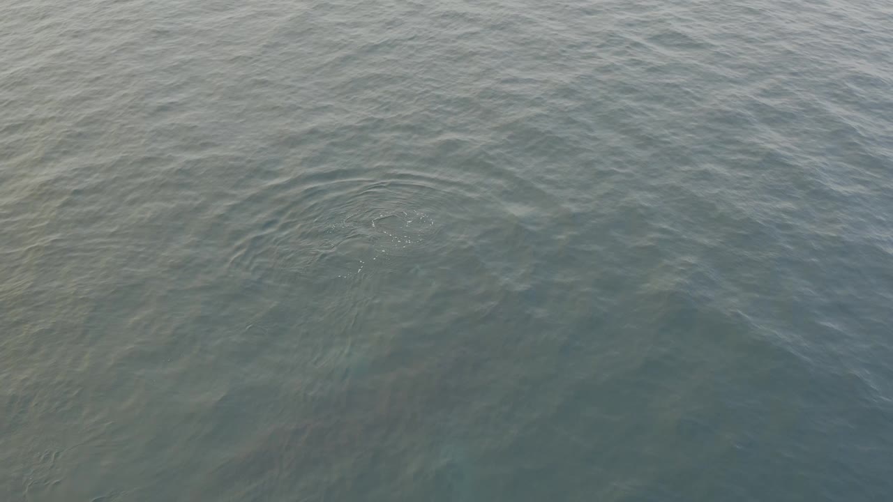High-angle shot of murky green-blue water with faint darker forms below the surface and no visible people.