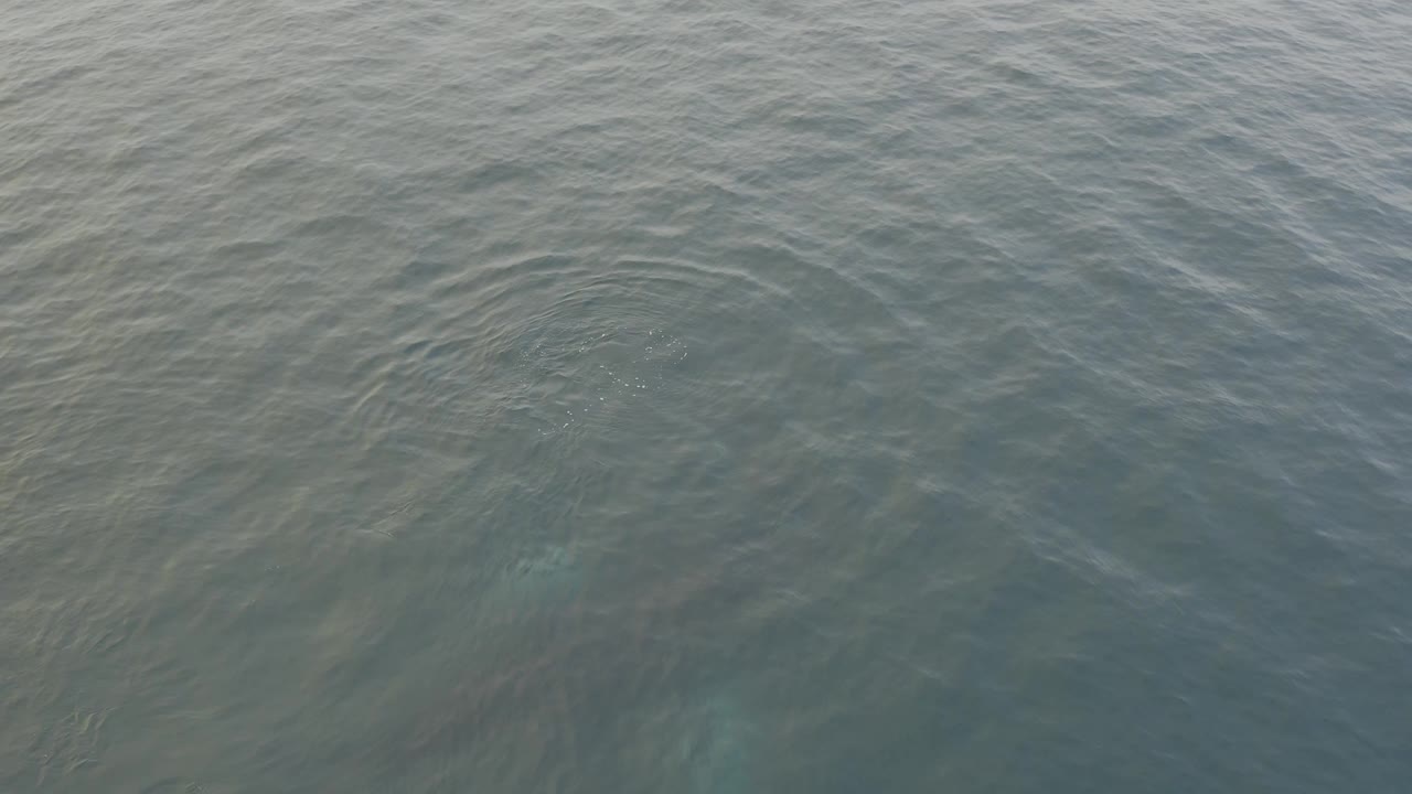 Rippled ocean surface with indistinct whale silhouette beneath.