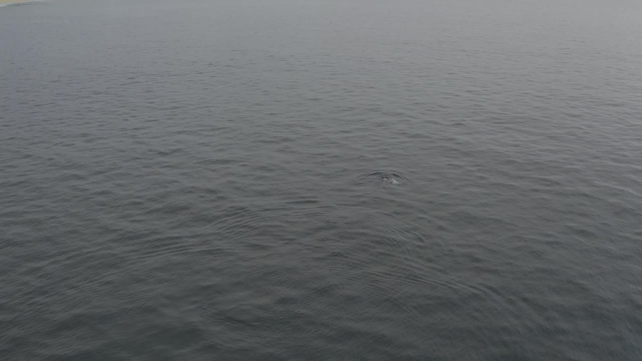 A calm grey ocean surface shows tight ripples and a faint surface mark near the upper middle, with no visible people or boats.