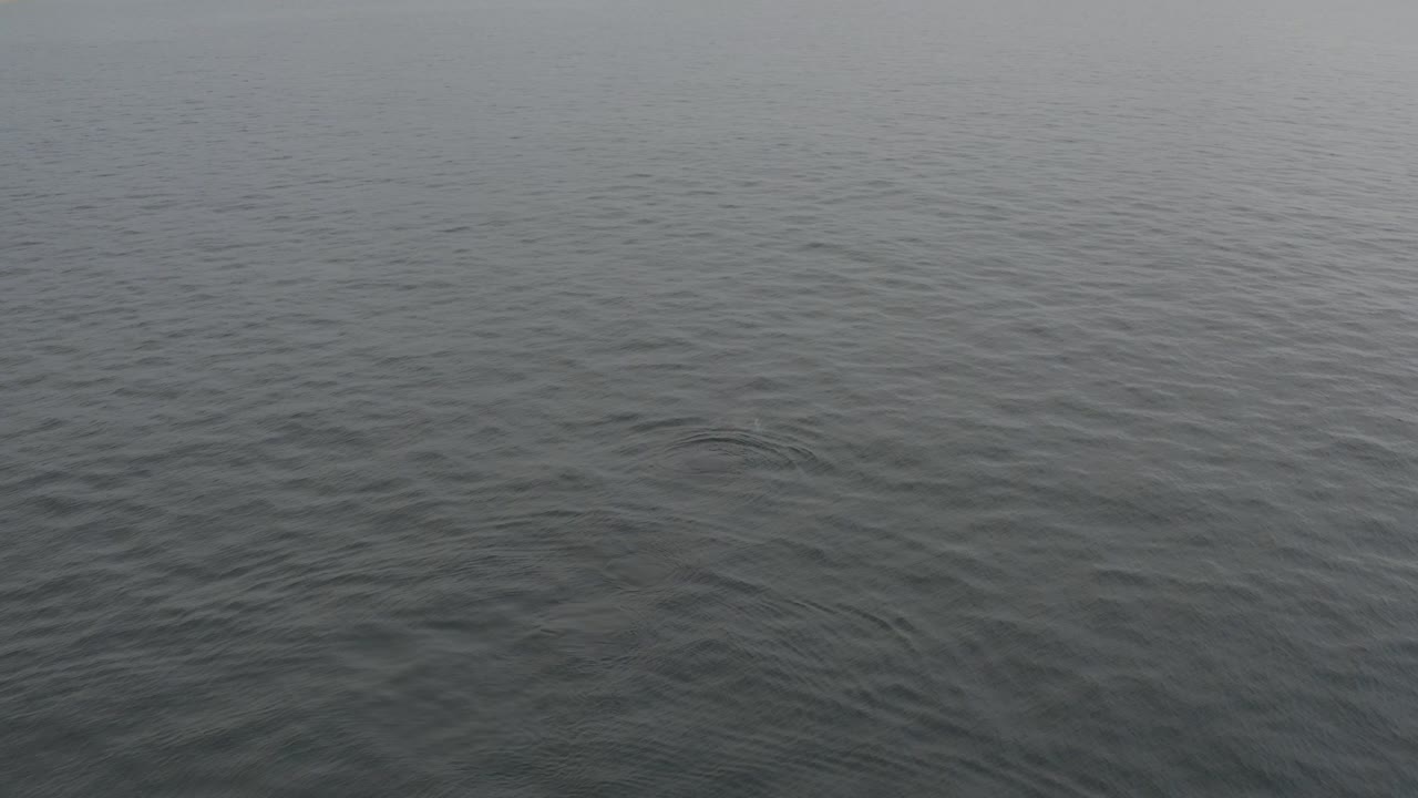 Grey ocean surface with small ripples filling the frame.