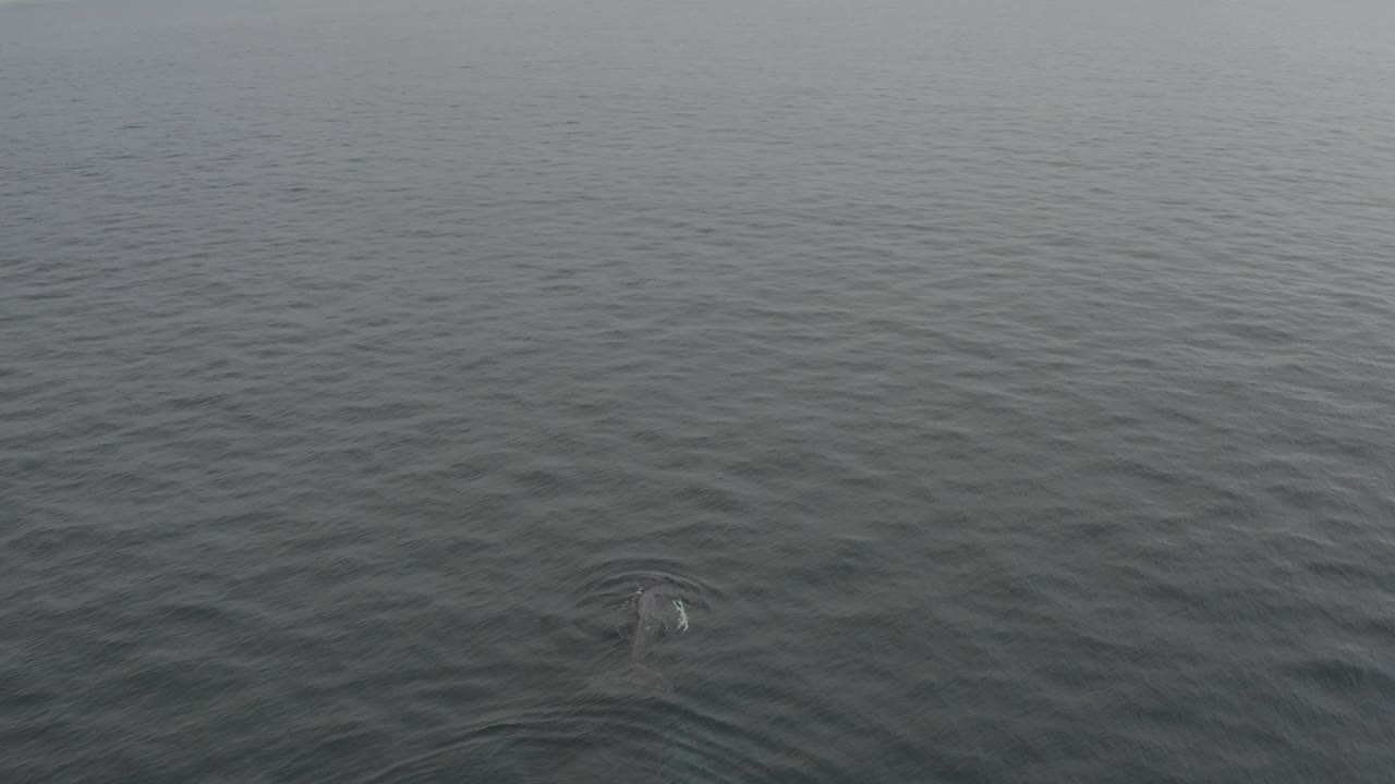 A high view over gray-green ocean water shows a faint whale shape just below the surface near the lower part of the frame, with no visible people.