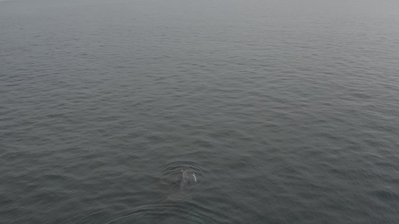 Gray ocean texture fills the frame while the whale remains barely visible below the water near the lower center, with no visible people or vessels.