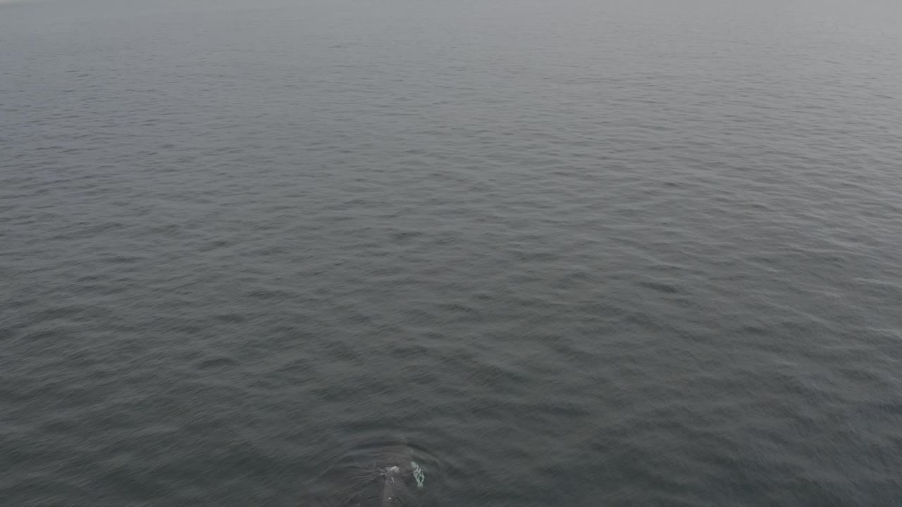A small pale disturbance and dark underwater shape sit near the lower right edge of the gray ocean surface, with no visible people.