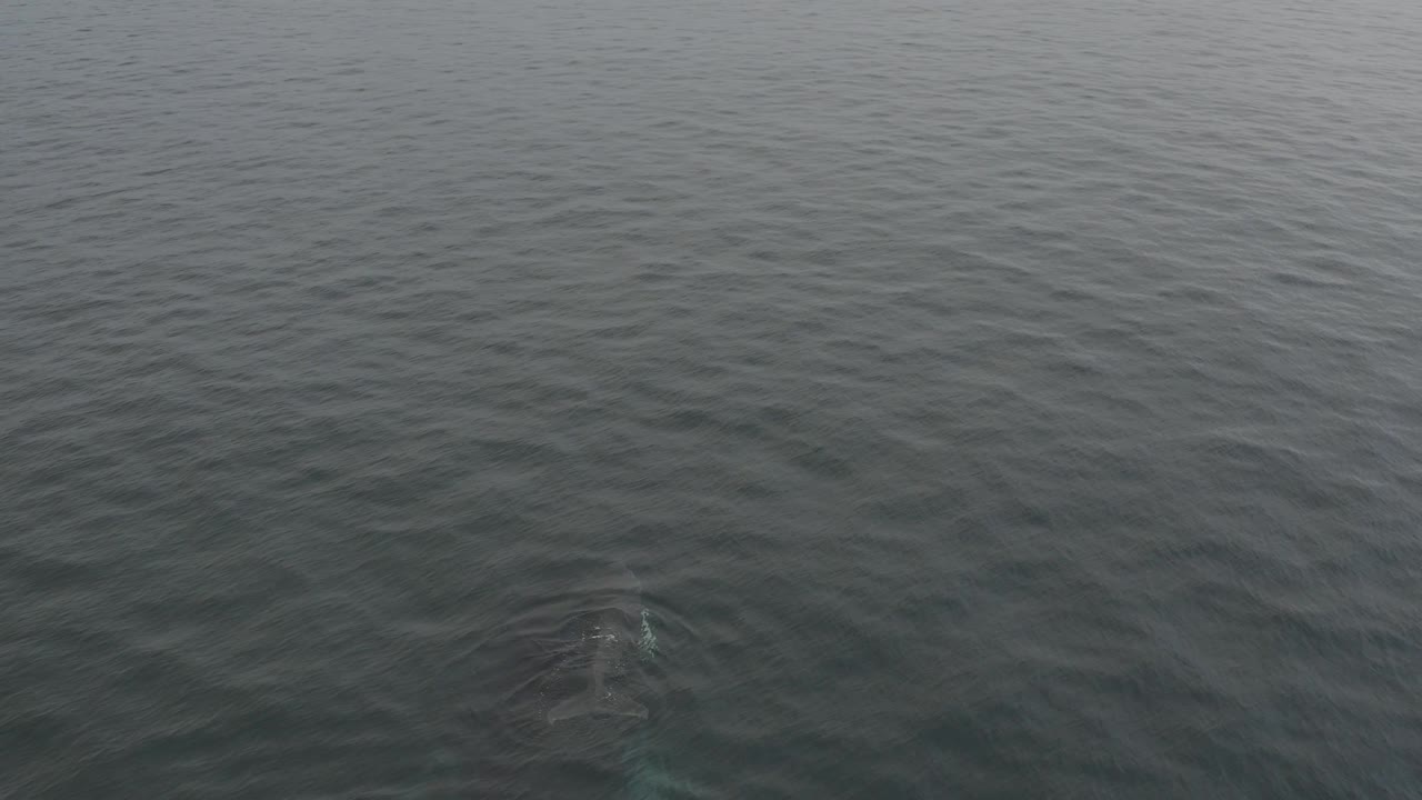 The whale appears as a darker oval form beneath the lower portion of the rippled gray-green water, with no shoreline, boats, or visible people.