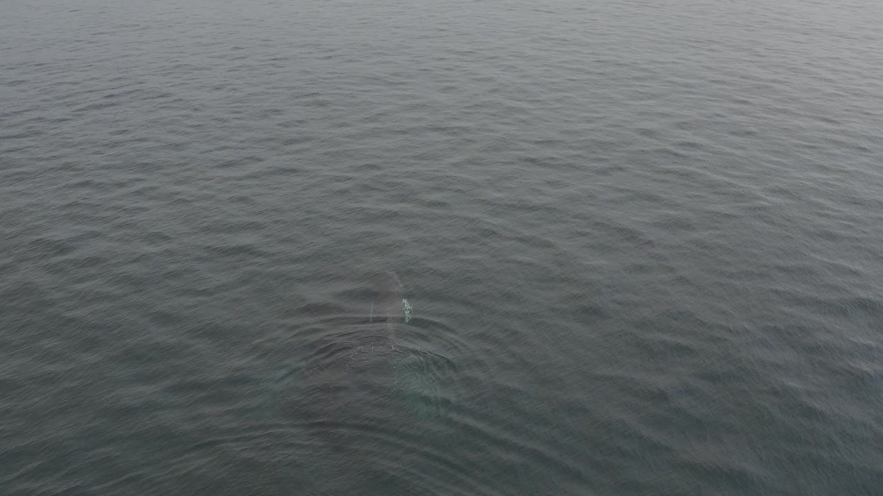 A dark whale form is faintly visible below rippled grey ocean water near the lower center, with no visible people or vessels.