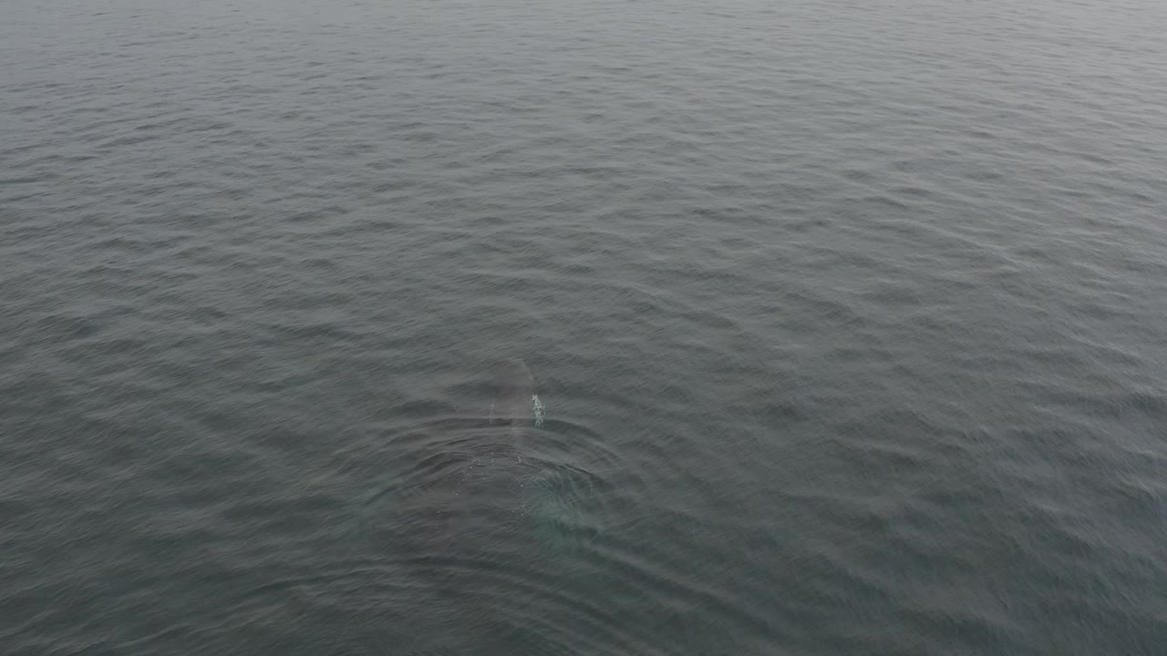 The whale remains mostly submerged below grey-green water, with a small surface disturbance and no visible people, boats, or shoreline.