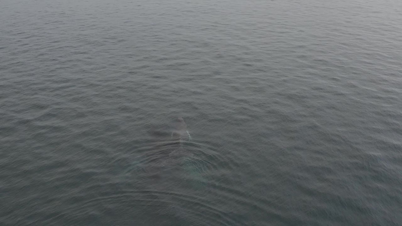 A dark whale back or dorsal area sits beneath the calm ocean surface, with widening rings of ripples and no visible people.