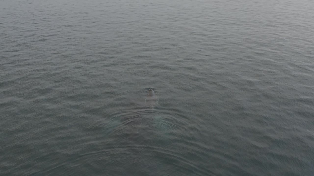 The whale is barely below the grey water at the lower left area of the frame, surrounded by soft wave texture and no visible human activity.