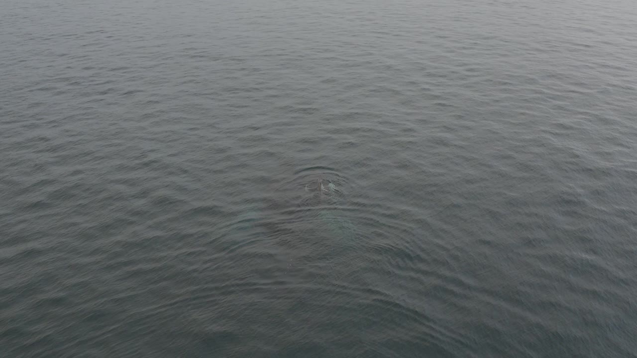A faint whale shape sits just below the gray-green ocean surface near the center of the overhead frame, with no visible people.