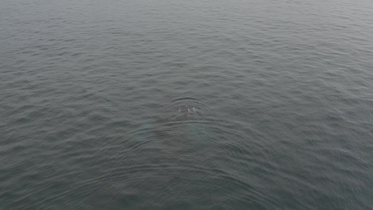 A small pale disturbance marks the whale just beneath the gray ocean water, surrounded by fine ripples and no visible people.
