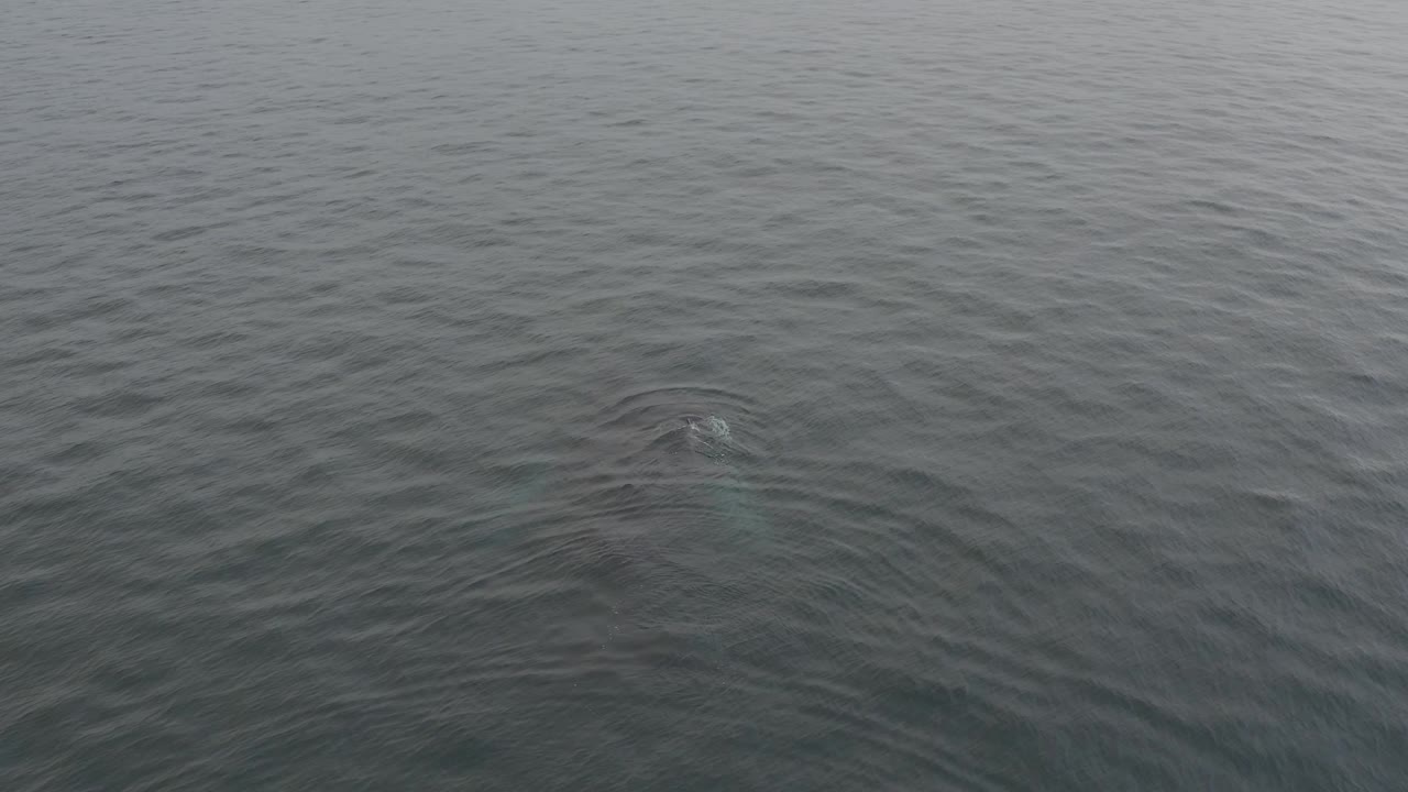 The whale remains partly obscured under textured gray-green water, with a brighter patch near the top of its body and no visible people.