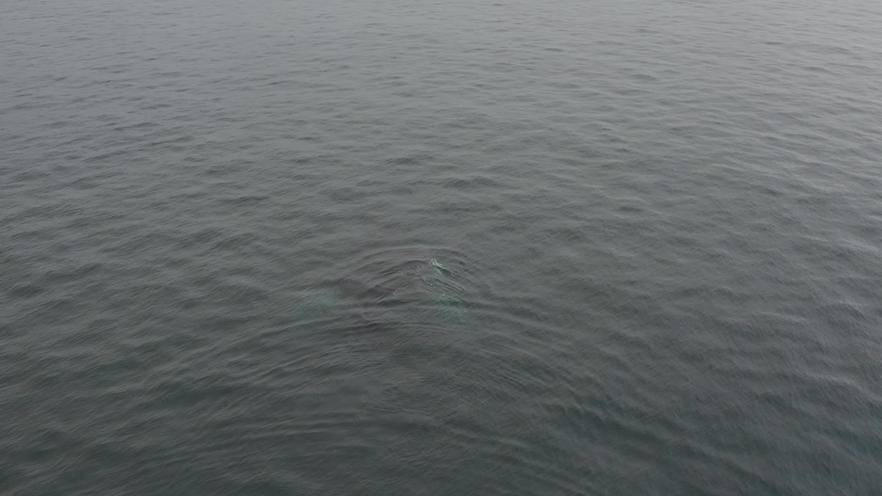 A muted whale form appears below the center-left portion of the rippled ocean surface, with overcast gray light and no visible people.