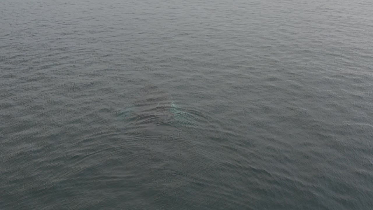 Whale faintly visible under rippled grey ocean water