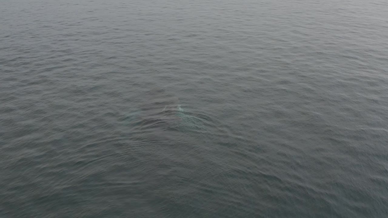 The whale appears as a darker form under the water near the lower center of the frame, surrounded by small ripples and muted grey sea texture with no visible people.