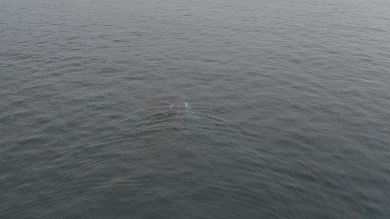 A faint turquoise highlight appears near the submerged whale in the upper right area, while the surrounding ocean remains flat, grey, and empty of people or vessels.