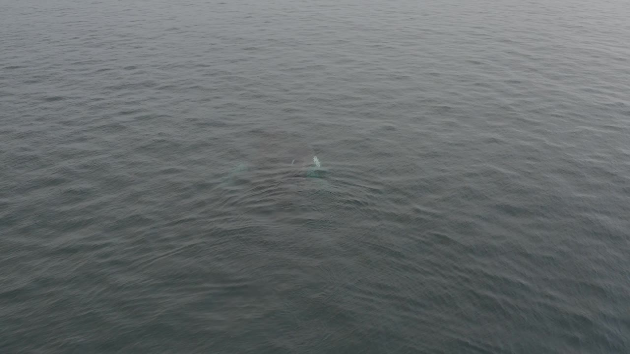 The aerial view places the submerged whale lower in the frame, with light ripples radiating through grey water and no visible people, shoreline, or boats.