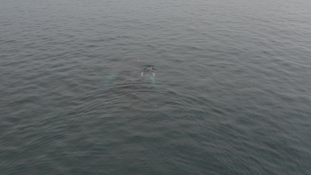 Whale just below the surface of grey ocean water
