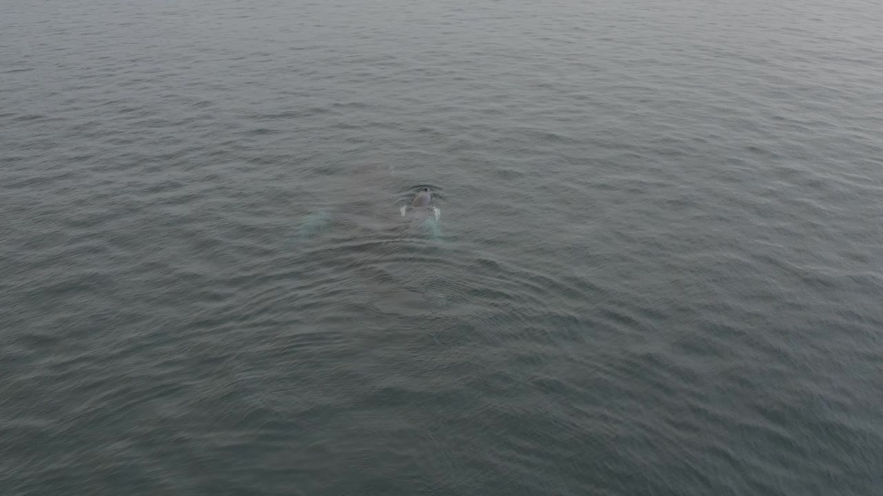 The whale's head and back begin to show near the center of a wide field of grey-green water, with small ripples spreading outward and no visible people.