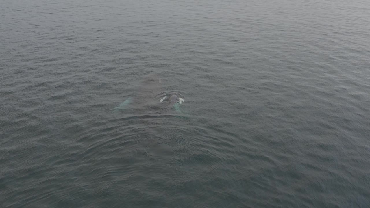 The whale appears near the upper right as its rounded head breaks the surface, leaving a darker ripple pattern across the surrounding grey water and no visible people.