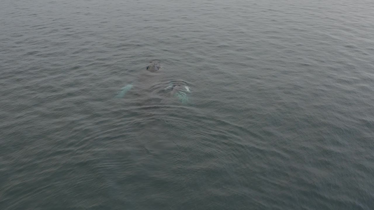 The whale sits left of center with a pale side shape visible beneath the surface, while tight ripples and a small disturbance mark its movement through grey water with no visible people.