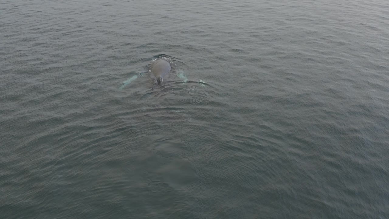 Aerial view of a whale breaking the grey-green ocean surface near the top of frame, with faint wake lines spreading behind it and no visible people.