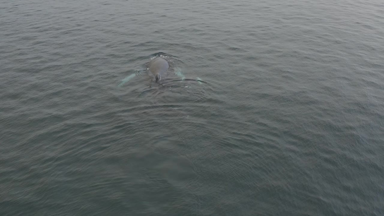 The whale remains near the upper center of the aerial frame, with its back partly above the surface and soft ripples widening through the grey water, with no visible people.