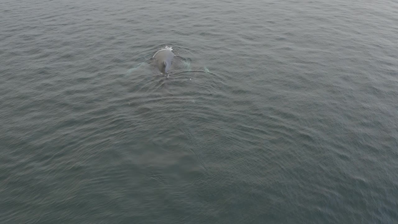 A top-down drone view holds the whale toward the upper right of the frame as darker ripples and pale disturbance lines mark its movement through open water, with no visible people.